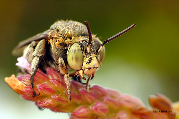 Blue Banded Bee by Mark Berkery