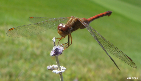 Autumn Dragonfly by Lisa Shea