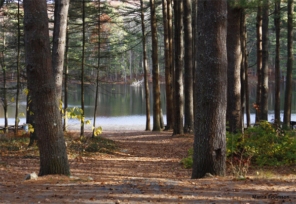 Rutland State Park, MA by Marita Froimson